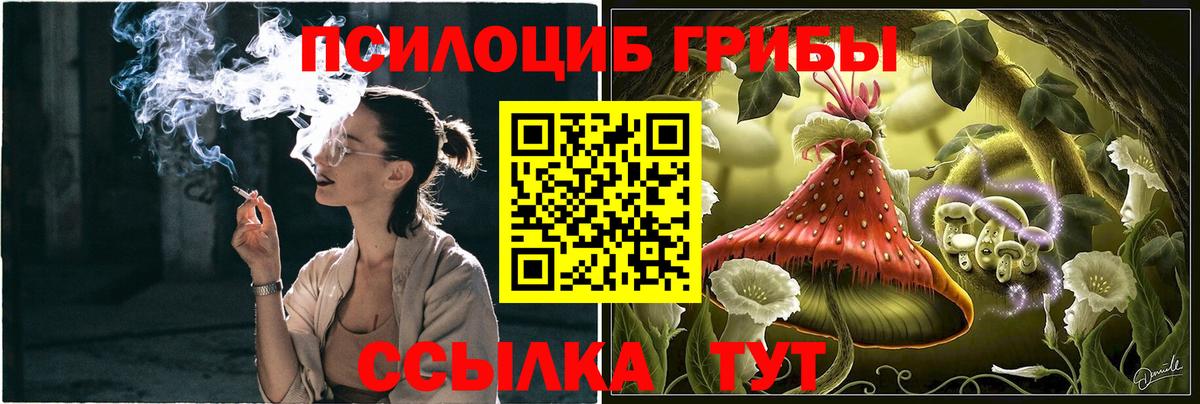 где купить наркотик  Гудермес  Псилоцибиновые грибы прущие грибы 